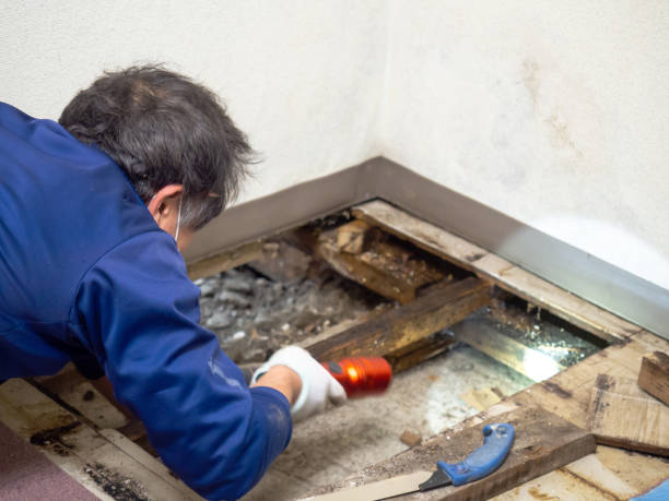 Best Insurance-Related Mold Remediation in San Diego, CA