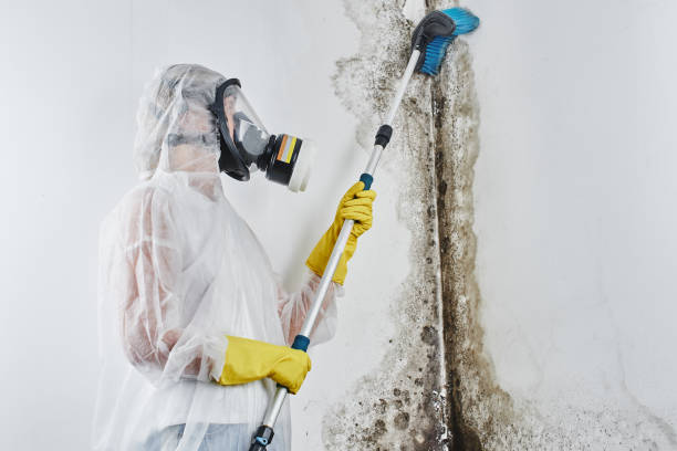 Best Mold Remediation for Schools in San Diego, CA