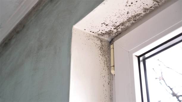 Best Basement Mold Remediation in San Diego, CA