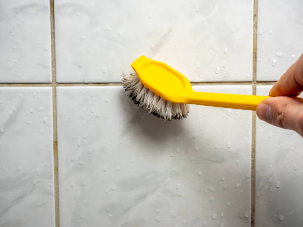  San Diego, CA Mold Removal Pros
