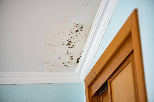 Best Kitchen Mold Remediation in San Diego, CA