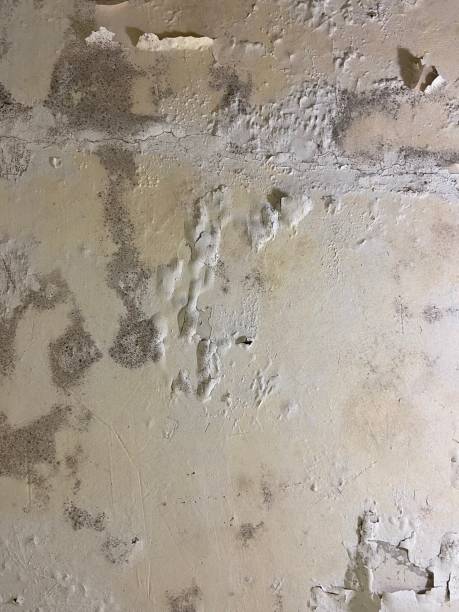 Best Post-Flood Mold Remediation in San Diego, CA